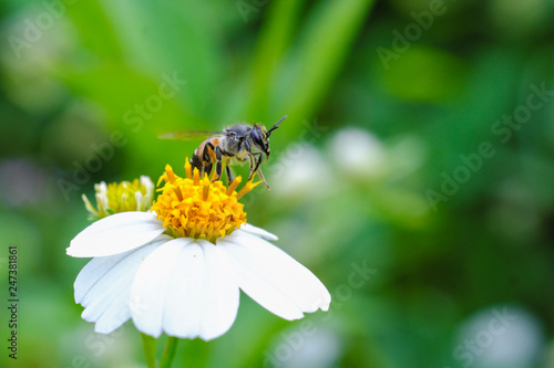 Closeup bee that is sticking to the pollen   © hiran5