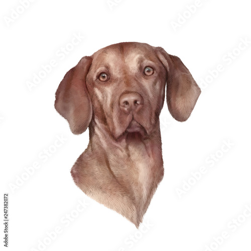 Vizsla dog isolated on white background. Weimaraner. Dog is man's best friend. Animal art collection: Dogs. Realistic Dog Portrait - Hand Painted Illustration of Pets. Good for banner, cover, card