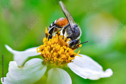 Closeup bee that is sticking to the pollen 