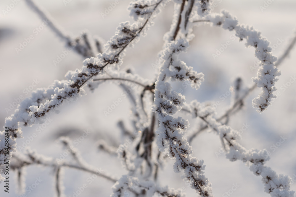 Dry plants covered with hoarfrost.