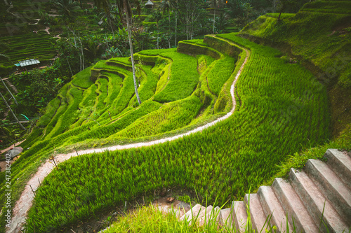 Tegalalang rice terrace in the Ubud, Bali. Indonesian landscape. Famous scene of the green paddies involving the subak (traditional Balinese cooperative irrigation system). Popular tourist attraction.