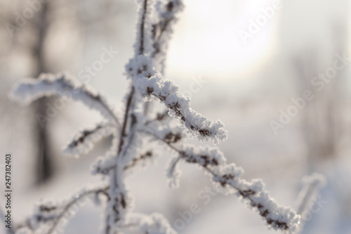 Dry plants covered with hoarfrost.