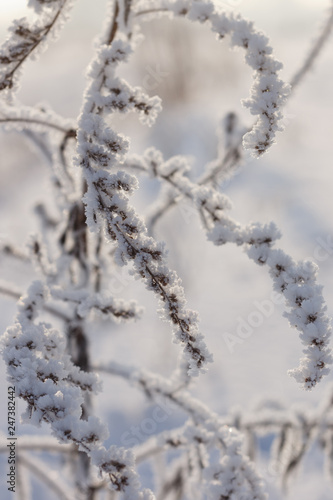 Dry plants covered with hoarfrost.