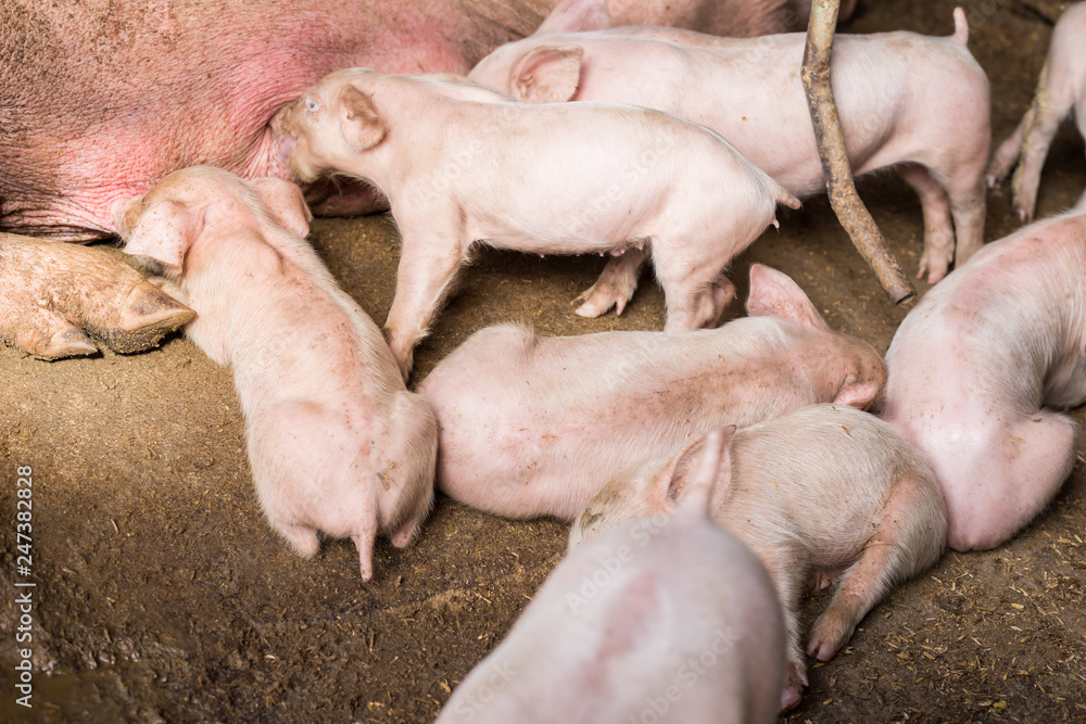 Dirty young piglet waiting food in breeding farm Dirty young piglet waiting food in breeding farm