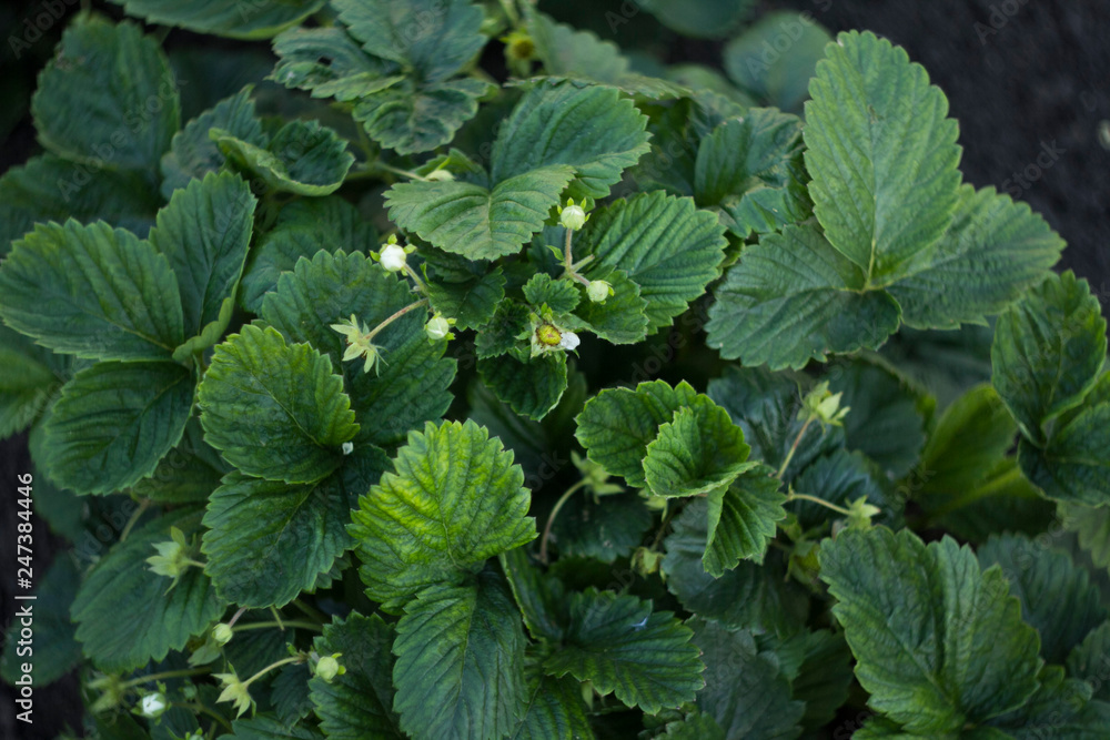 green leaves in the garden green leaves in the garden