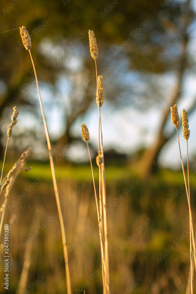 Long and dry grass at the farm