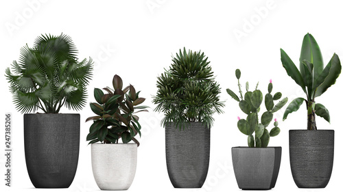 kolekcja roślin ozdobnych w doniczkach