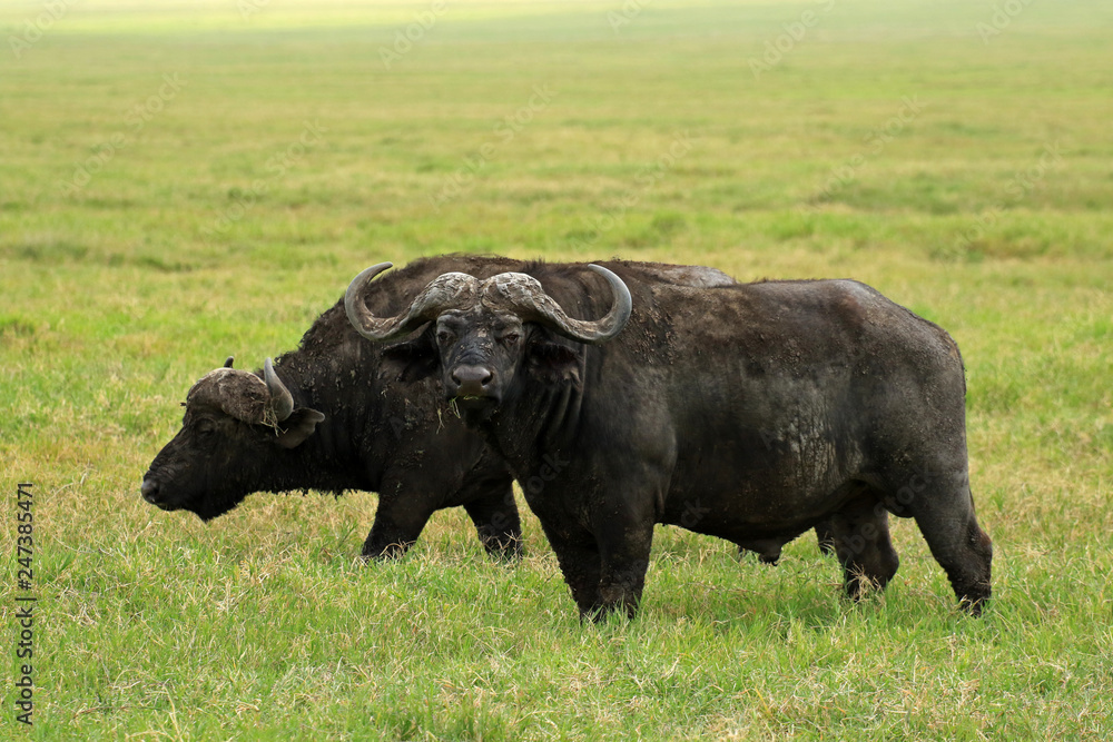 African buffaloes, Ngorongoro Conservation Area, Tanzania African buffaloes, Ngorongoro Conservation Area, Tanzania