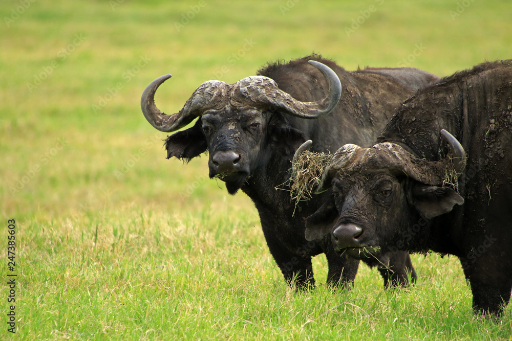 African buffaloes, Ngorongoro Conservation Area, Tanzania African buffaloes, Ngorongoro Conservation Area, Tanzania