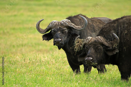 African buffaloes  Ngorongoro Conservation Area  Tanzania 