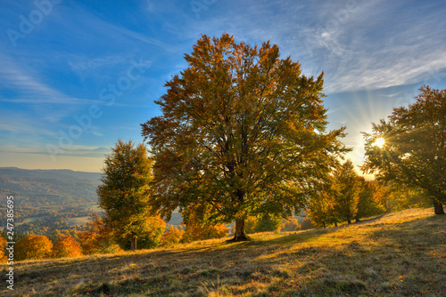 Big autumn oak in warm sunset. Light rays in fall landscape trees