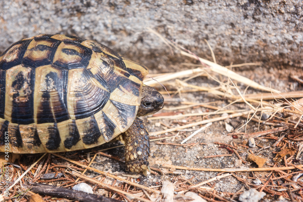 Turtle, Greek tortoise or Testudo graeca in an urban environment, animal close-up Turtle, Greek tortoise or Testudo graeca in an urban environment, animal close-up