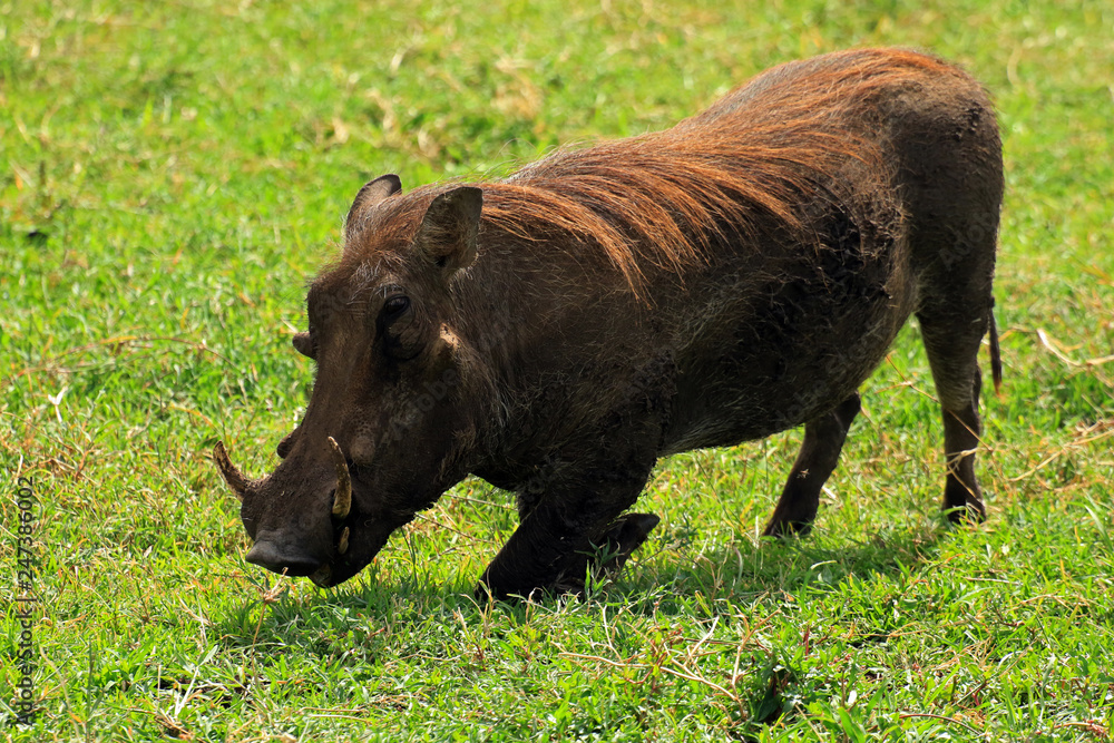 Warthog, Ngorongoro Conservation Area, Tanzania Warthog, Ngorongoro Conservation Area, Tanzania