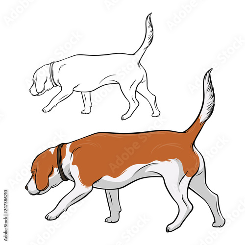 The dog is sniffing. The dog is Beagle breed is hear smell. Vector illustration.