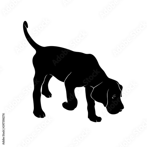 The dog is sniffing. The dog is breed Cane Corso is hear smell. Silhouette