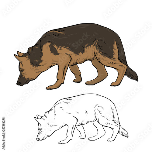 The dog is sniffing. The dog is breed German shepherd is hear smell. Vector illustration.