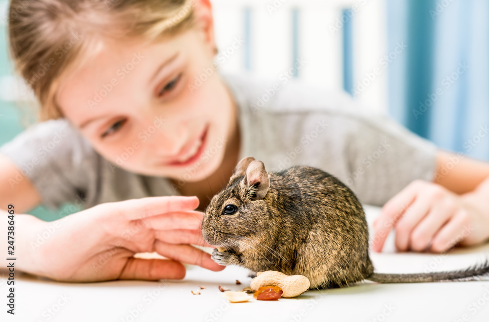 Young girl observe the degu squirrel eats nuts on white table Young girl observe the degu squirrel eats nuts on white table