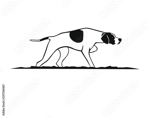 Vorstehhund - English Pointer