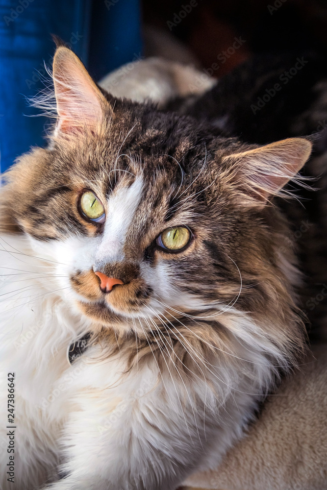 maine coon, in the foreground, adult, by the window