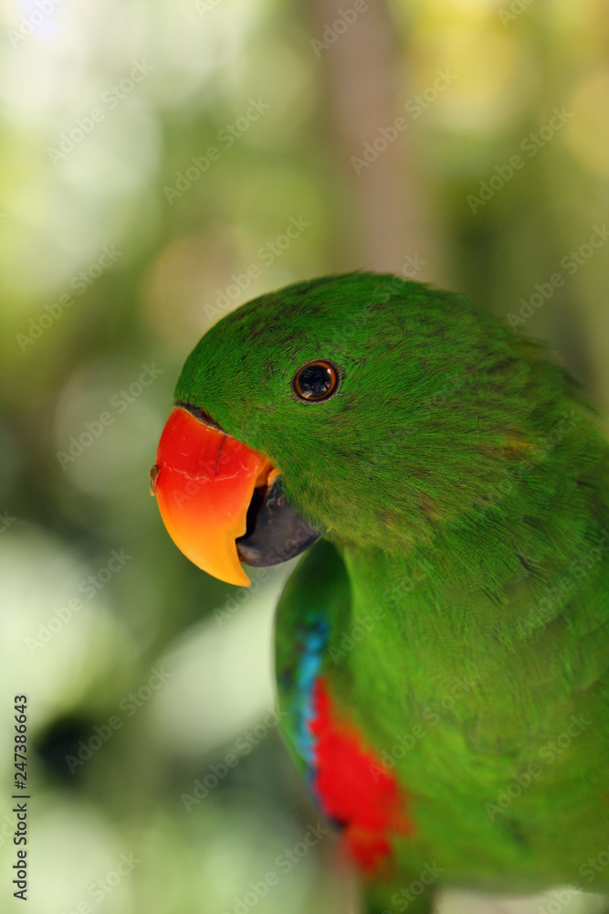 Naklejka premium The eclectus parrot (Eclectus roratus), portait of the green male eclectus with color background.