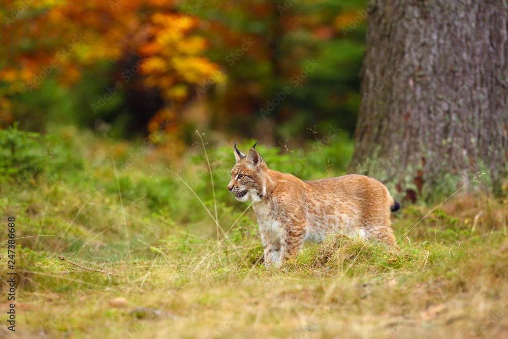 Fototapeta premium The Eurasian lynx (Lynx lynx) a young lynx in green plants, autumn forest background.