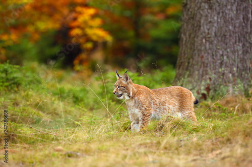 The Eurasian lynx (Lynx lynx) a young lynx in green plants, autumn forest background. © Karlos Lomsky