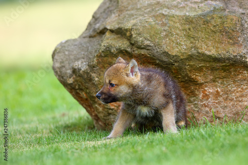 The gray wolf (Canis lupus) also known as the timber wolf,western wolf or simply wolf. Young wolf puppy in green grass.A puppy sit by the rocks photo