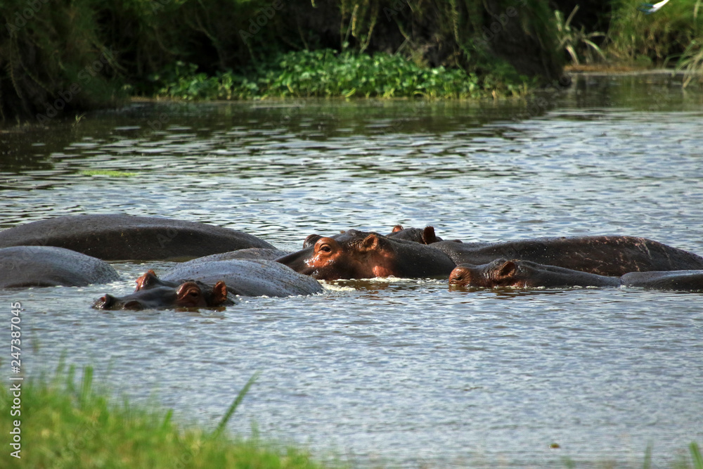 Hippopotamus, Ngorongoro Conservation Area, Tanzania Hippopotamus, Ngorongoro Conservation Area, Tanzania