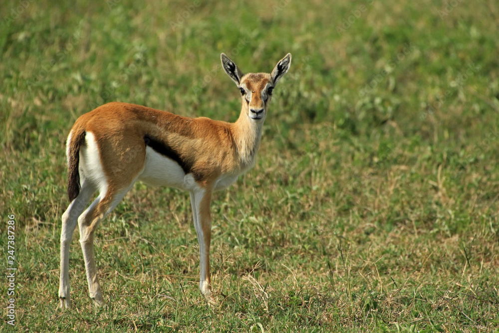 Thomson’s Gazelle, Ngorongoro Conservation Area, Tanzania Thomson’s Gazelle, Ngorongoro Conservation Area, Tanzania