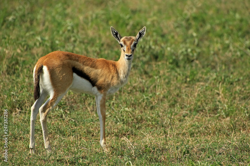 Thomson   s Gazelle  Ngorongoro Conservation Area  Tanzania 