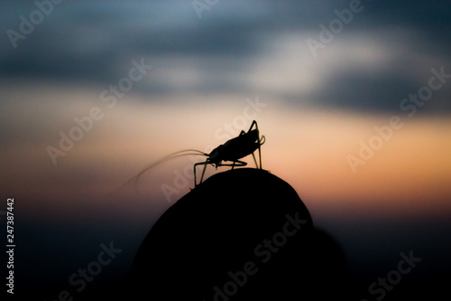 silhouette of a grasshoper photo