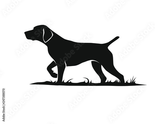 Vorstehhund - Deutsch Kurzhaar - Silhouette photo