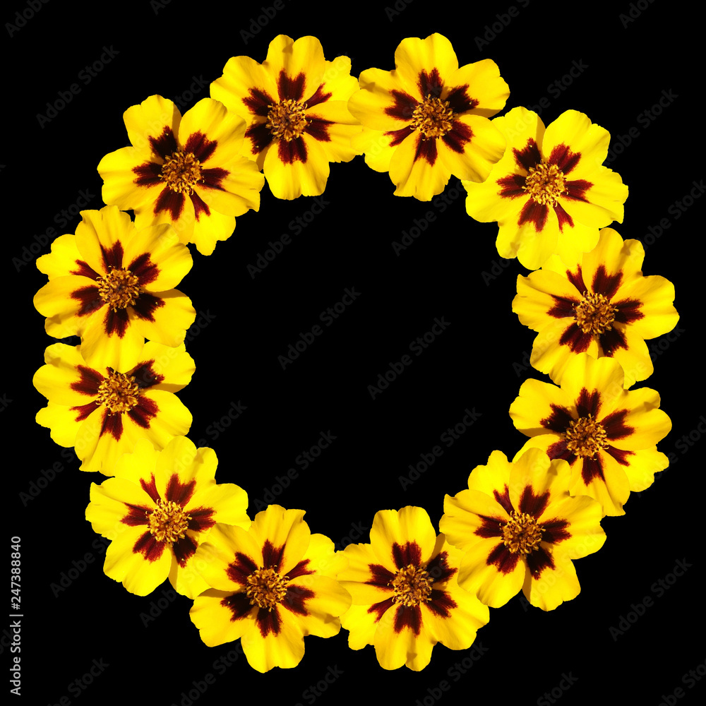 Obraz premium Circle of yellow marigolds. Isolated 