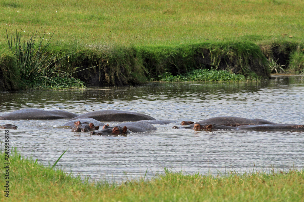 Hippopotamus, Ngorongoro Conservation Area, Tanzania Hippopotamus, Ngorongoro Conservation Area, Tanzania