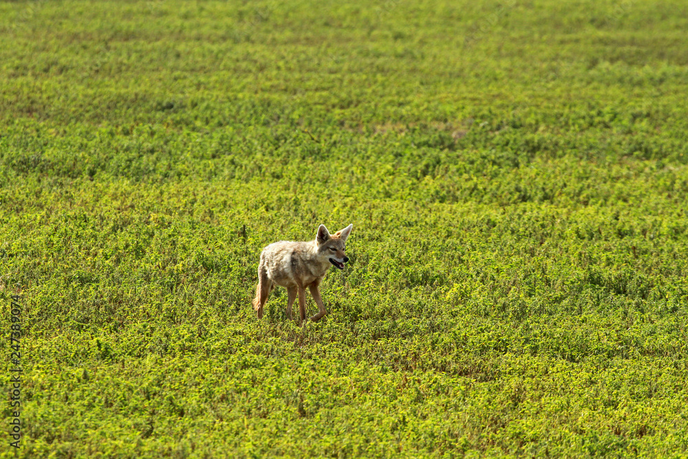 African golden wolf, Ngorongoro Conservation Area, Tanzania African golden wolf, Ngorongoro Conservation Area, Tanzania