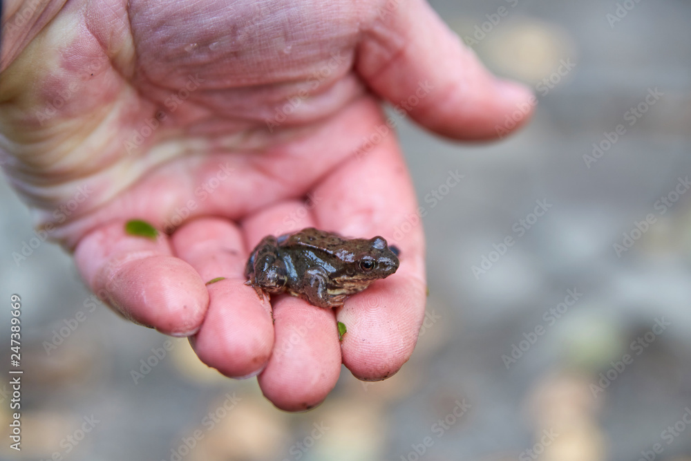 small frog in the hand small frog in the hand