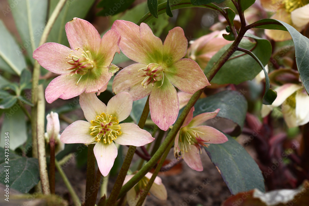 Obraz premium Petals of flowers of a helleborus black are painted in pink and green tone.