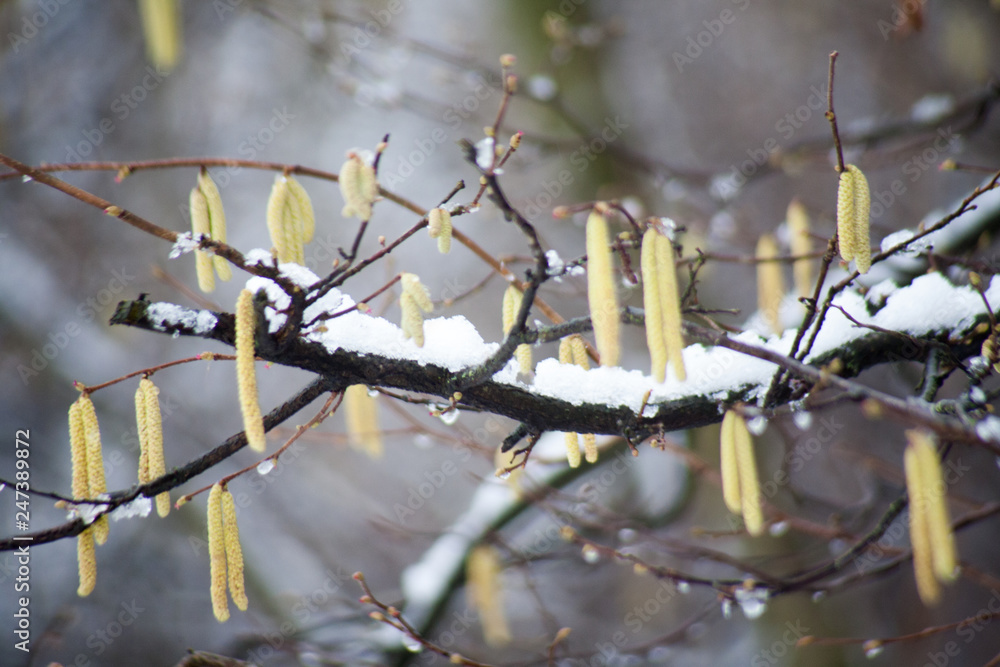 Obraz premium Gemeine Hasel