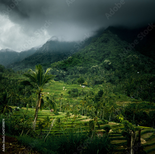 Rice fields and mountains © travel.n.think