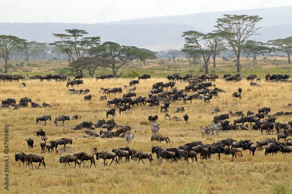 The Great migration, Serengeti National Park, Tanzania