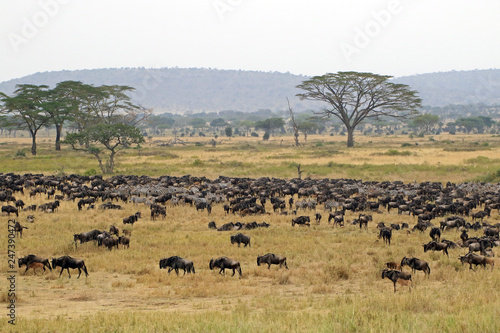 The Great migration  Serengeti National Park  Tanzania