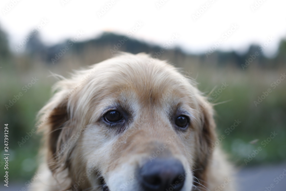 A beautiful, happy golden retriever. A dog looking straight into the lens. A nice, friendly look. Brown, biscuit, cream coat color. Dog during a summer walk. Green meadow, road in the background.