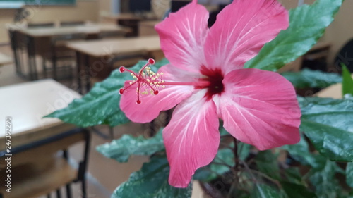 Chinese rose in the office