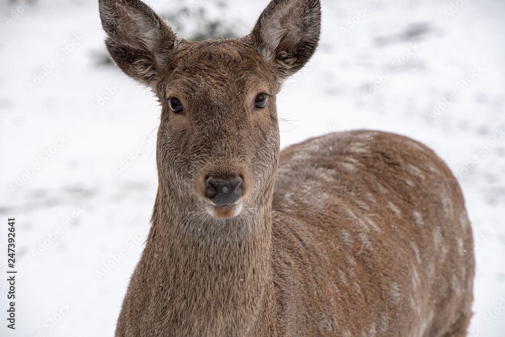 Fototapeta premium deer