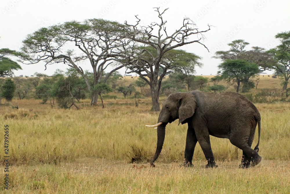 Elephant, Serengeti National Park, Tanzania