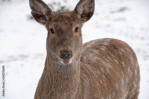 deer © WalelaPhotography