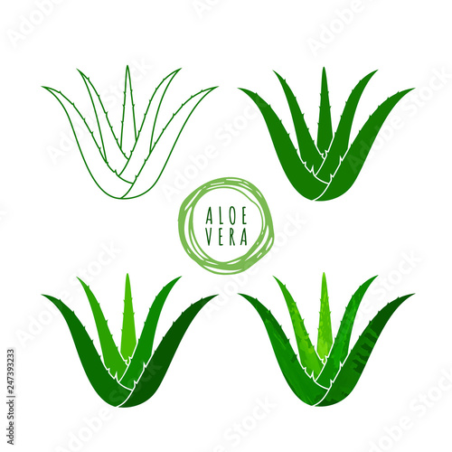 Aloe vera logo vector illustration on white background