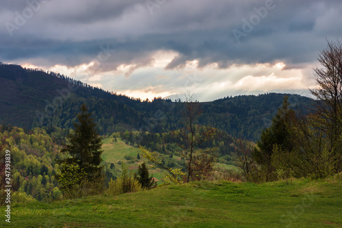 springtime landscape in mountain. gloomy afternoon weather. trees on a grassy hill. overcast sky. dramatic nature scenery