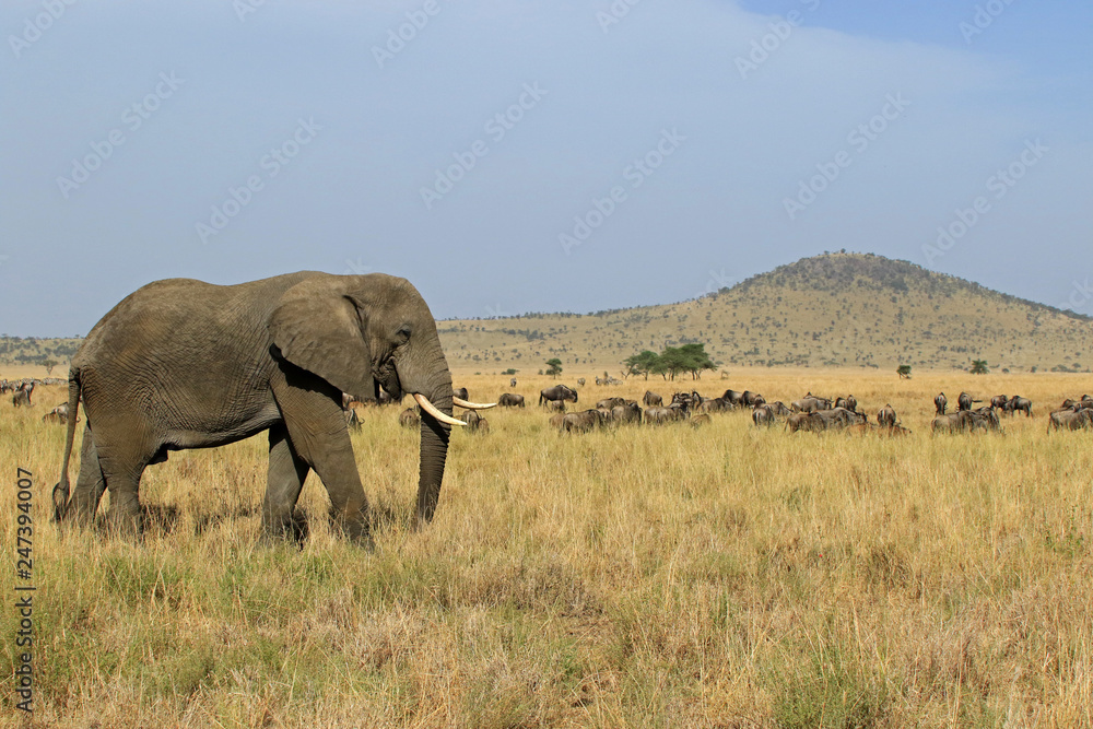 Fototapeta premium The Great migration, Serengeti National Park, Tanzania