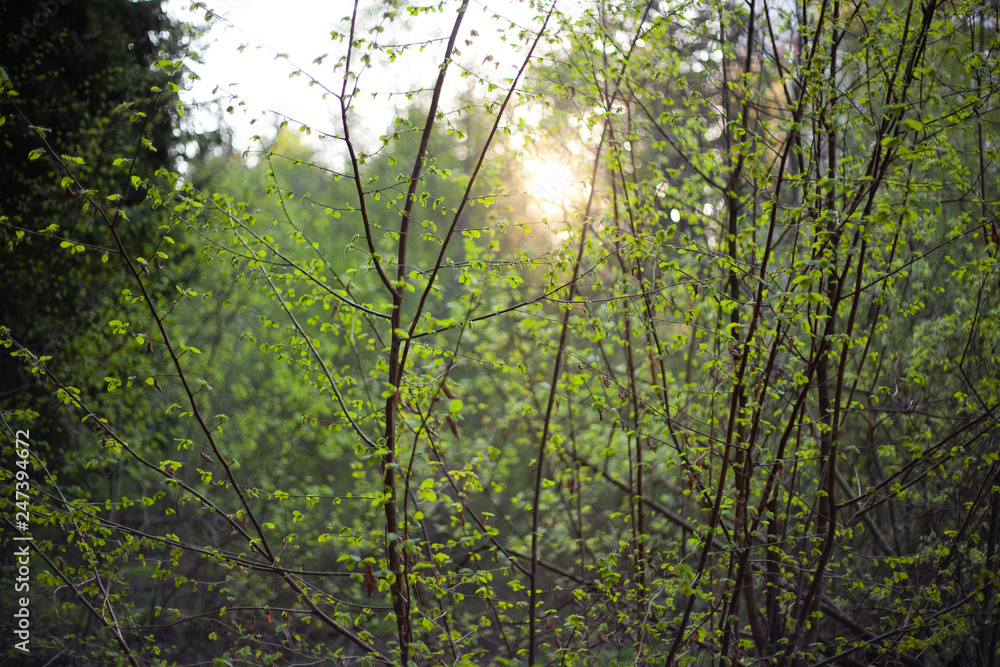 Fototapeta premium rays of sun in the forest
